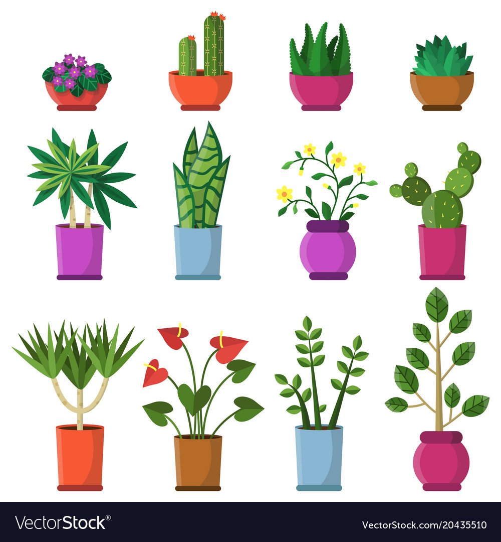 Карточки с изображением комнатных растений