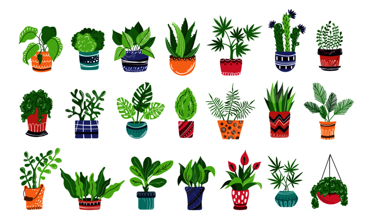 Комнатные растения задания для дошкольников