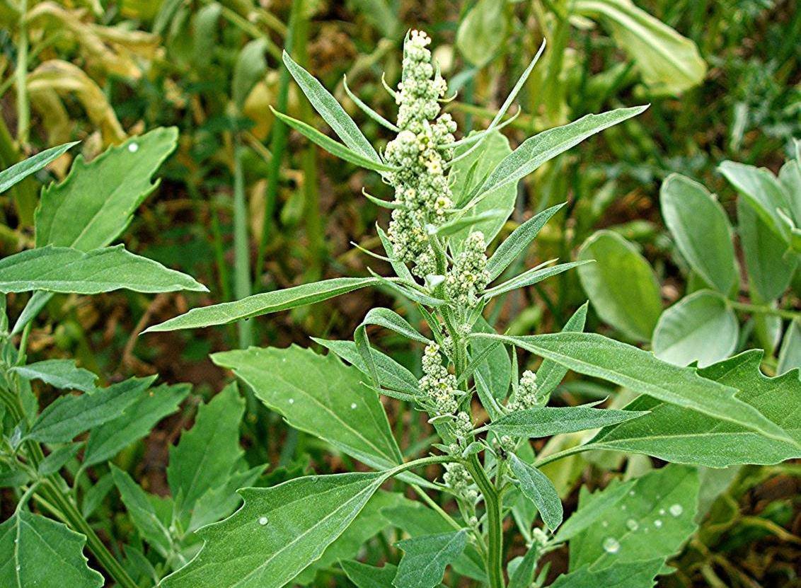 Марь белая лебеда