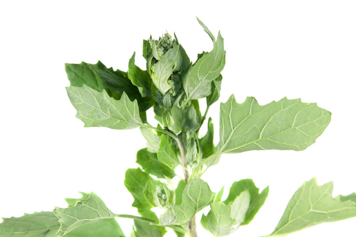 Сорняк на белом фоне