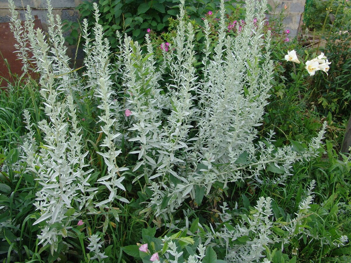 Лебеда и Полынь