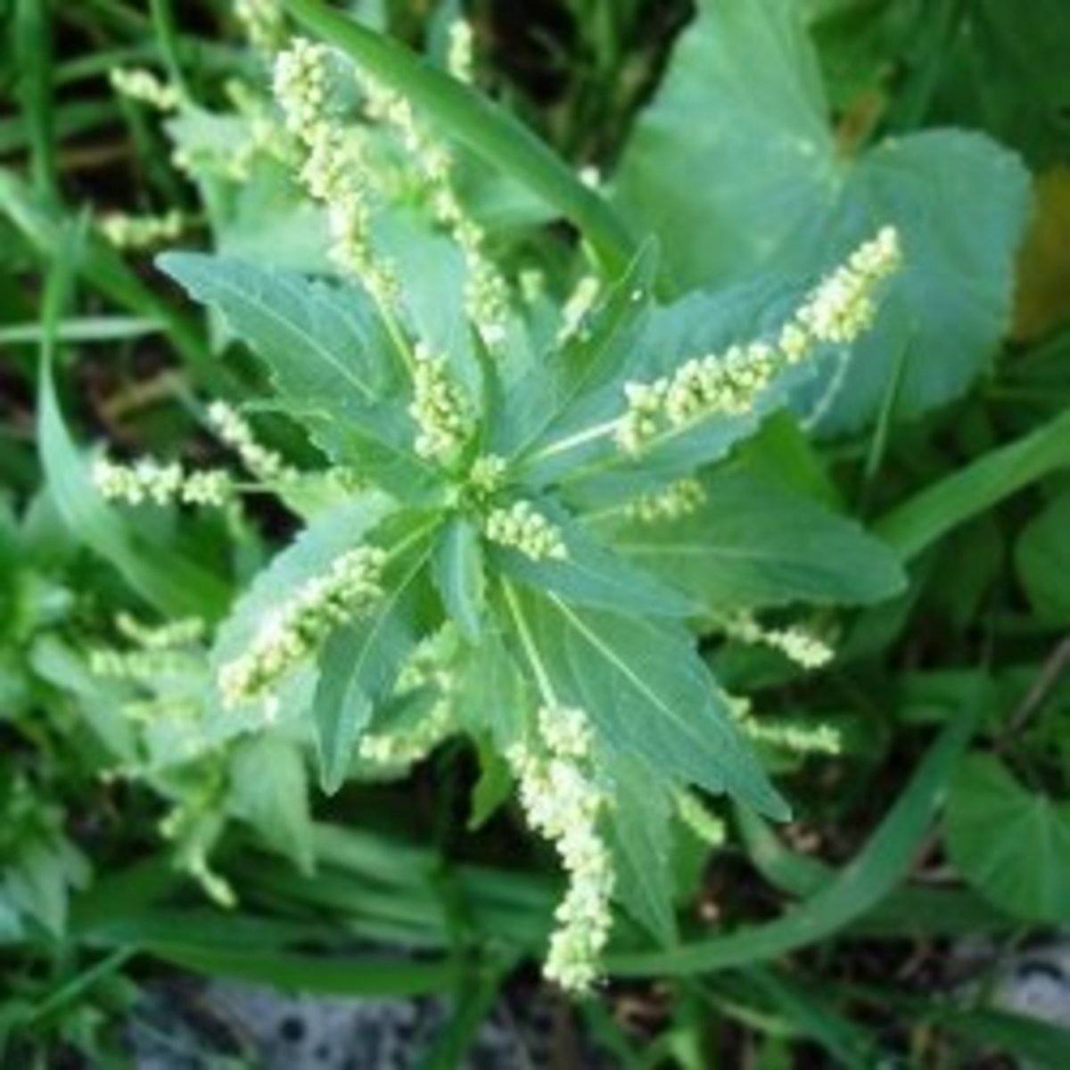 Рисовая лебеда