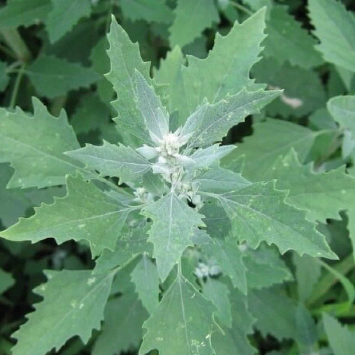 Сорняк со светло серыми хрустящими листьями