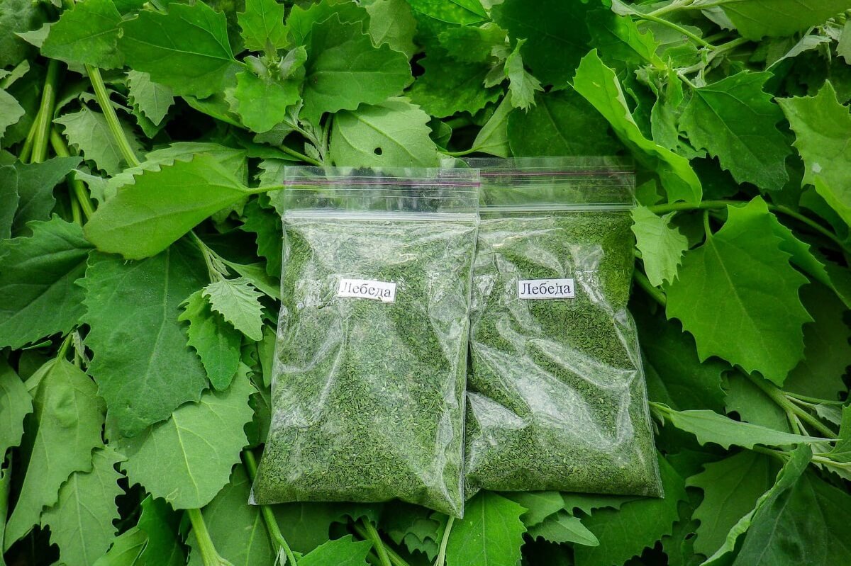 Лебеда лекарственное растение
