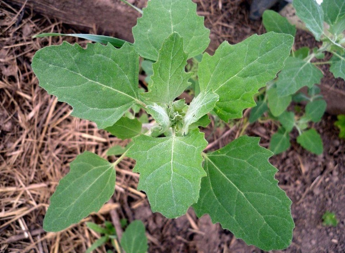 Лебеда копьелистная