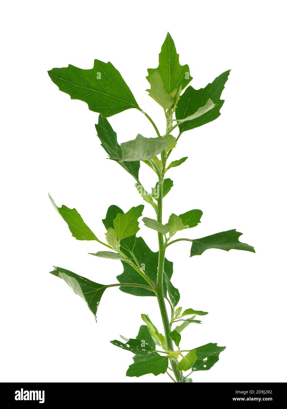 Лебеда Садовая