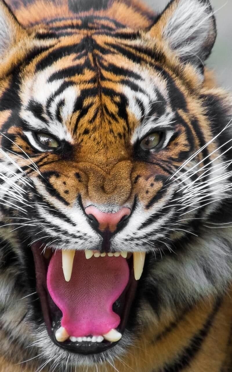 Тигр крючком как живой