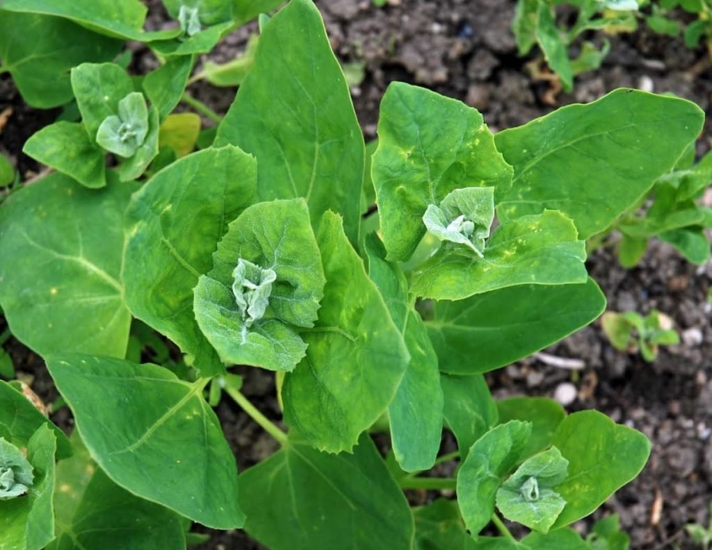 Лебеда Садовая