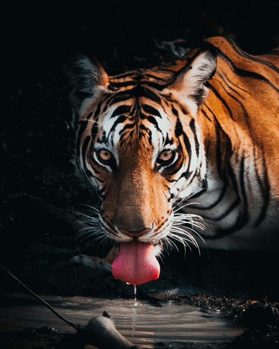 Заставка на рабочий стол тигр