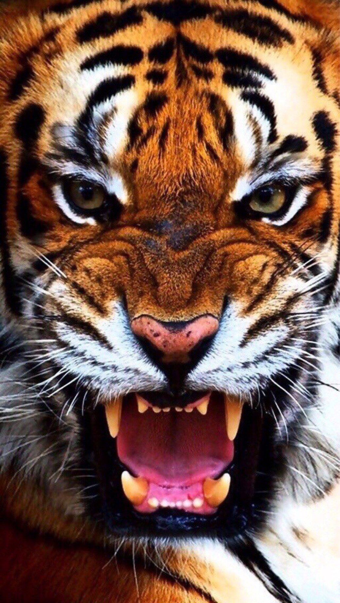 Тигр крутой арт