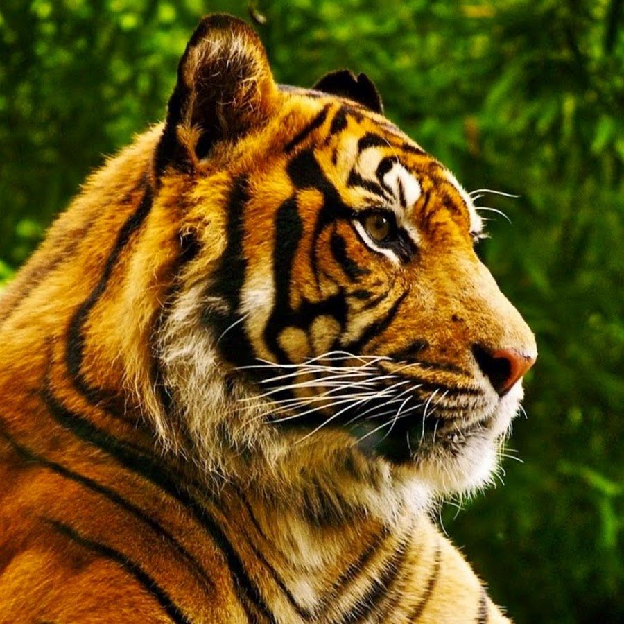 Величественный тигр