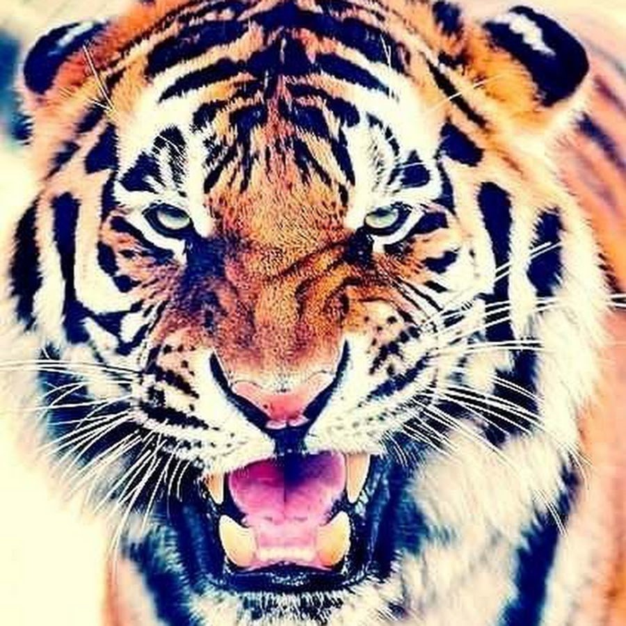 Тигр арт