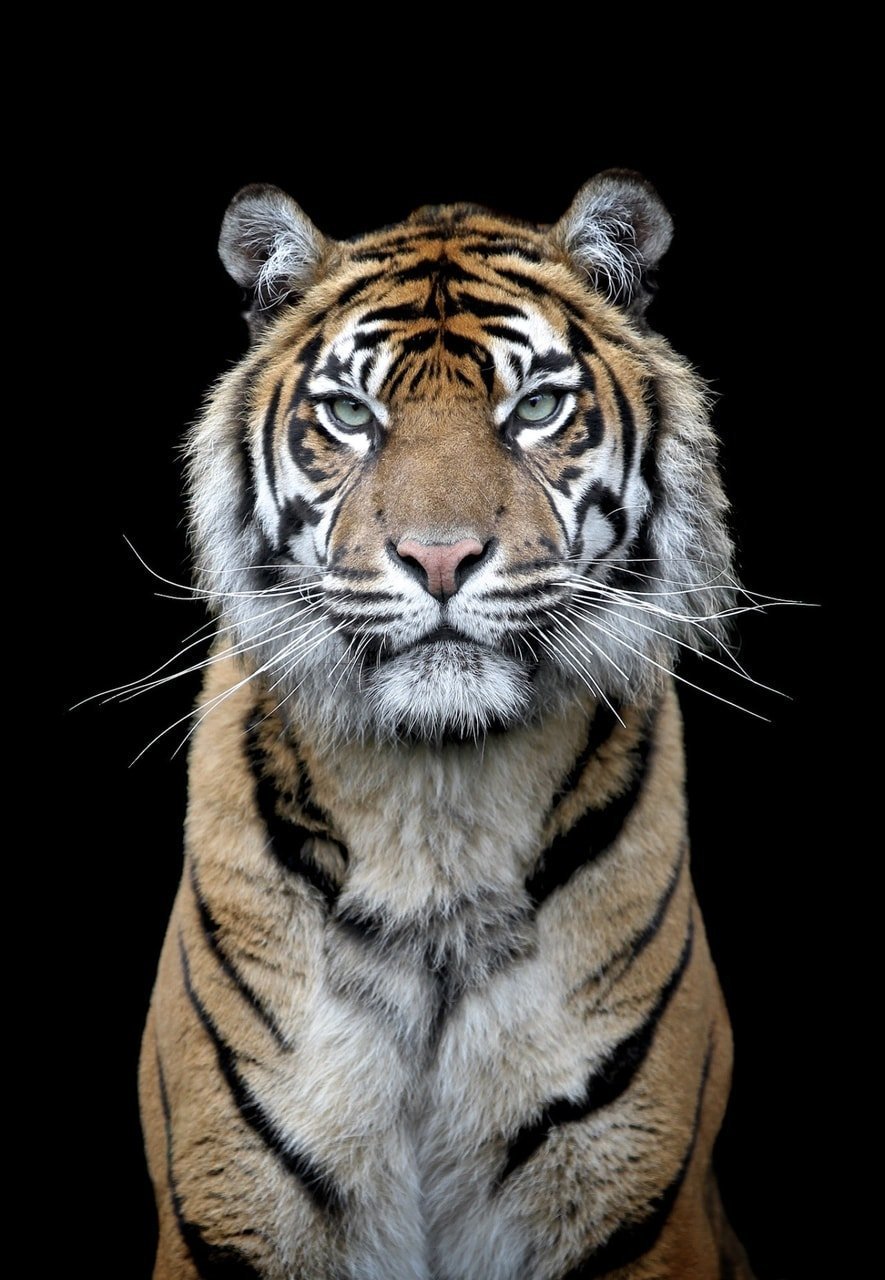 Уссурийский тигр