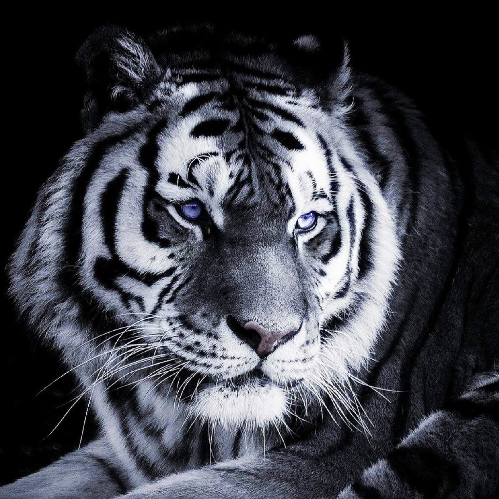 Тигр на заставку смартфона