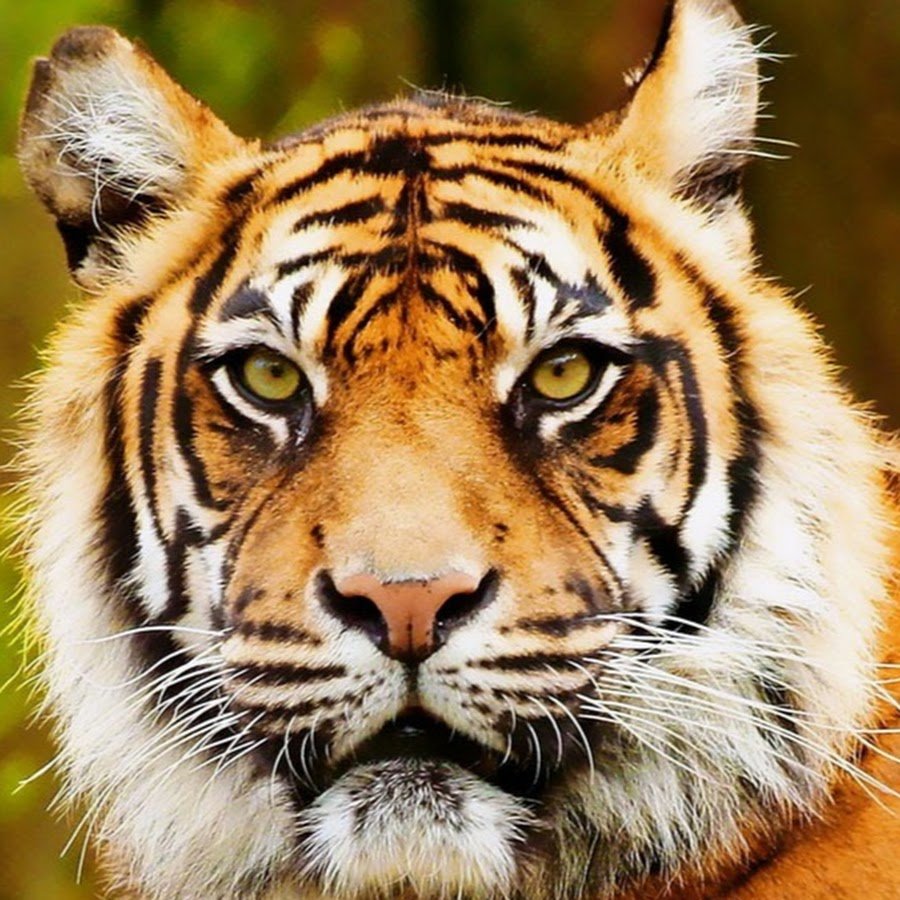 Бесстрашный тигр