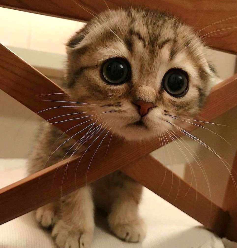 Покажи картинку