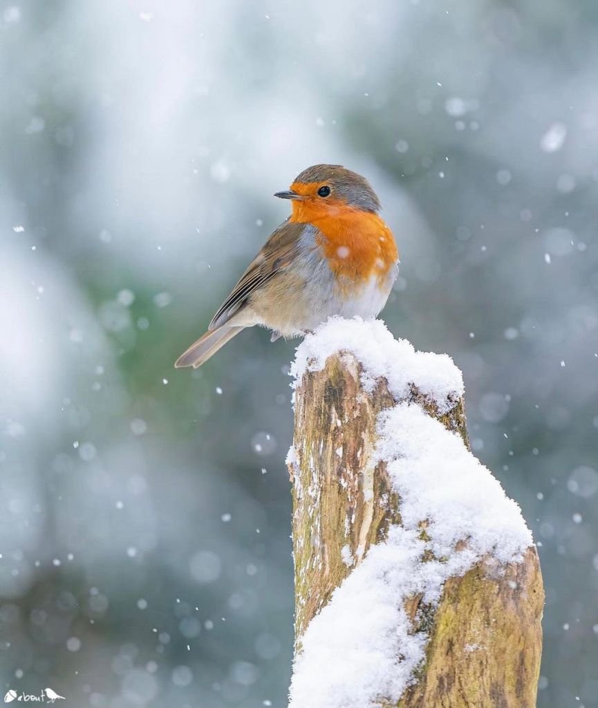 Альбина статных художник