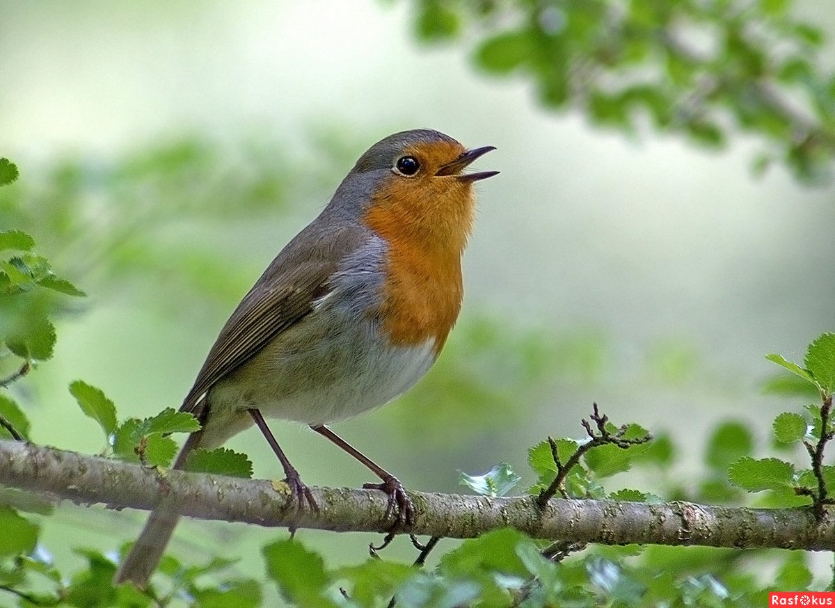 Зарянка зимуют