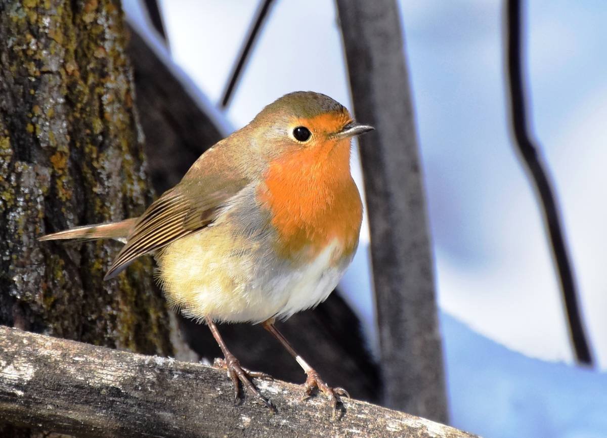 Малиновка Зарянка птичка