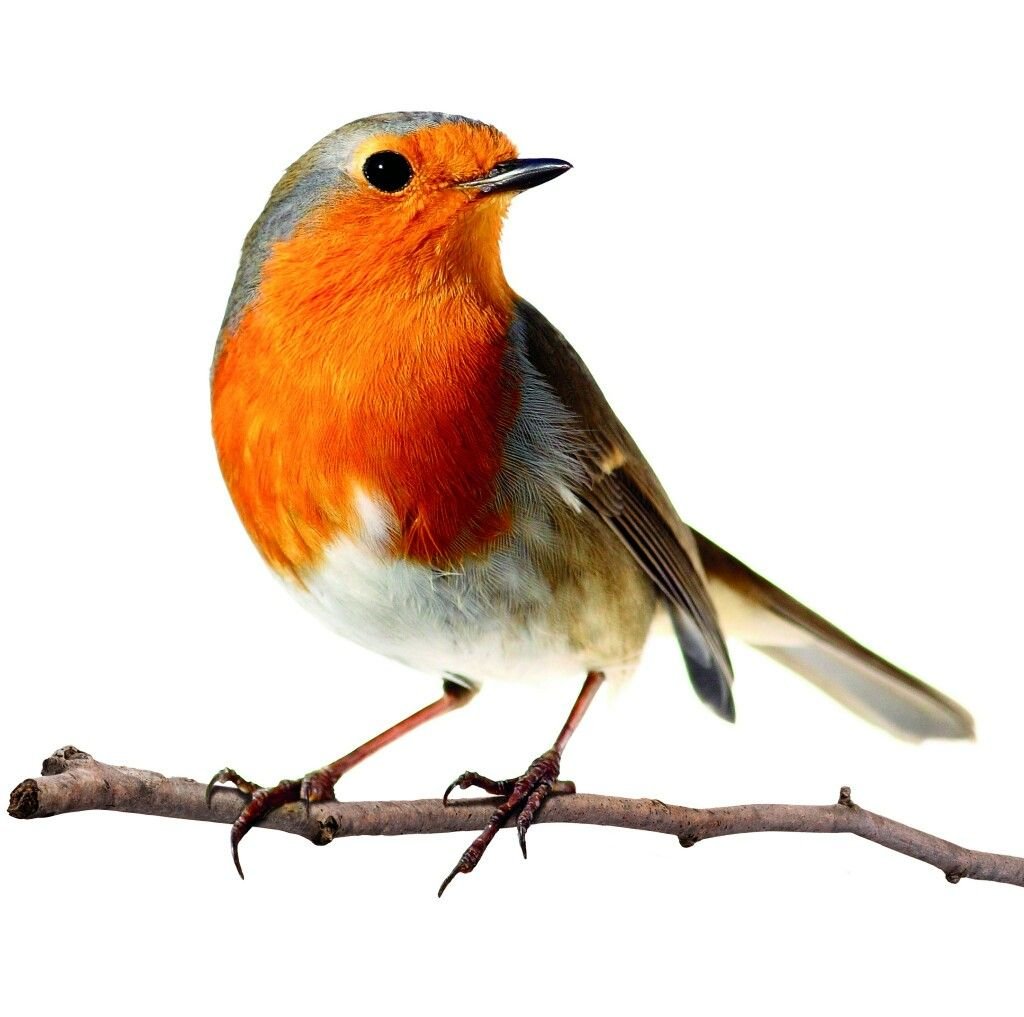 Робин Малиновка