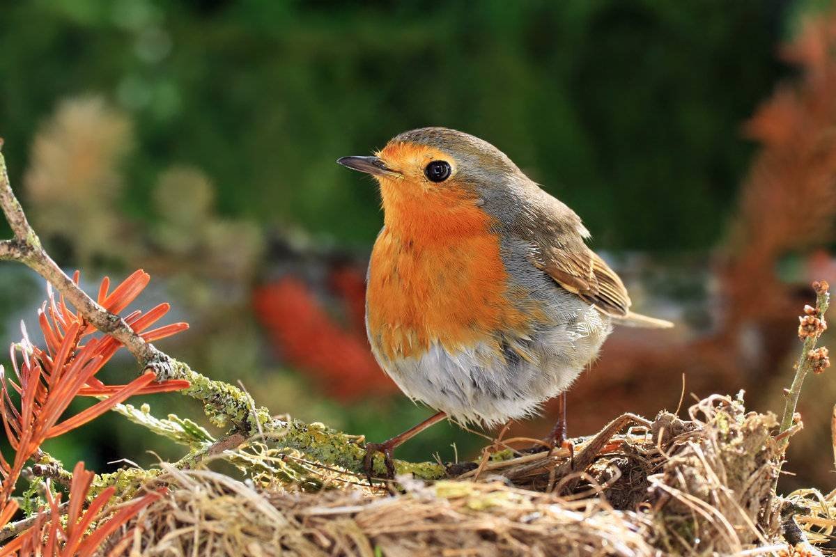 Зарянка Малиновка самец