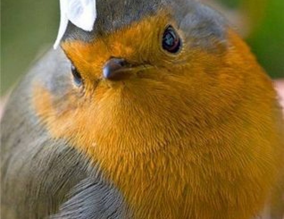 Птичка Зарянка акварель