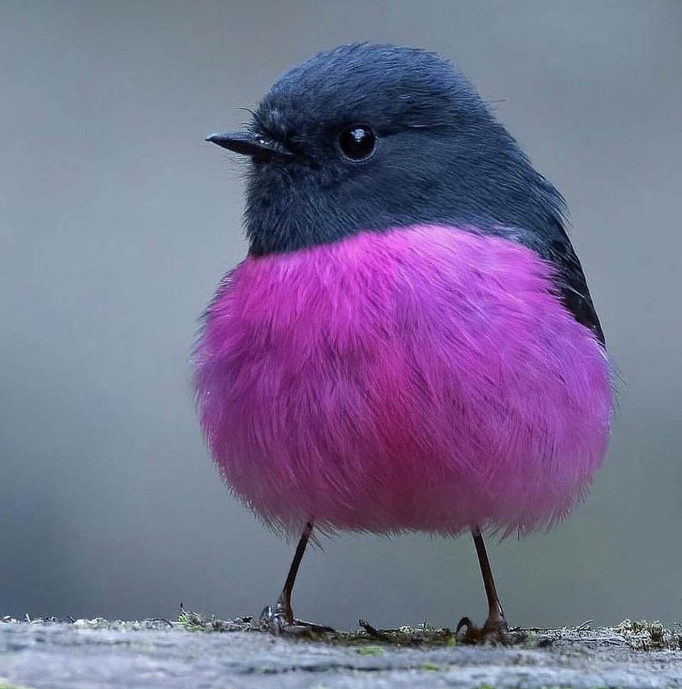 Сказочная Малиновка птица