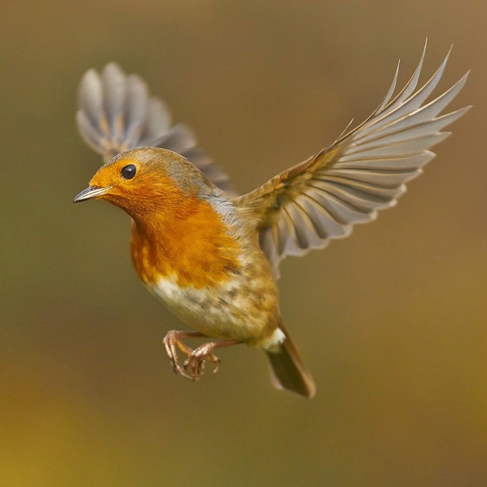Зарянка горихвостка