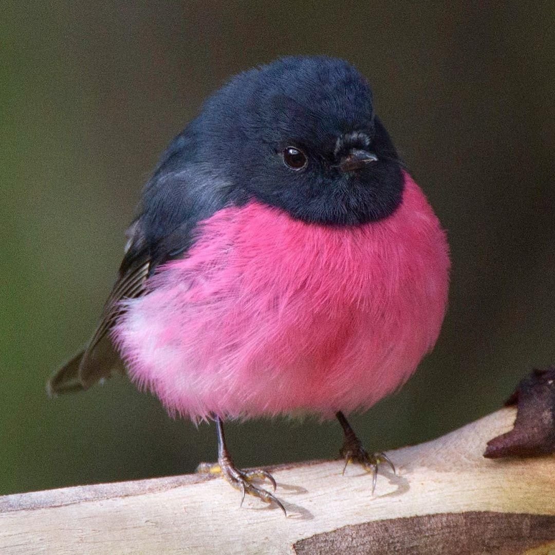 Robin животное