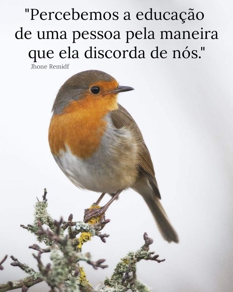 Зарянка Зяблик Дрозд