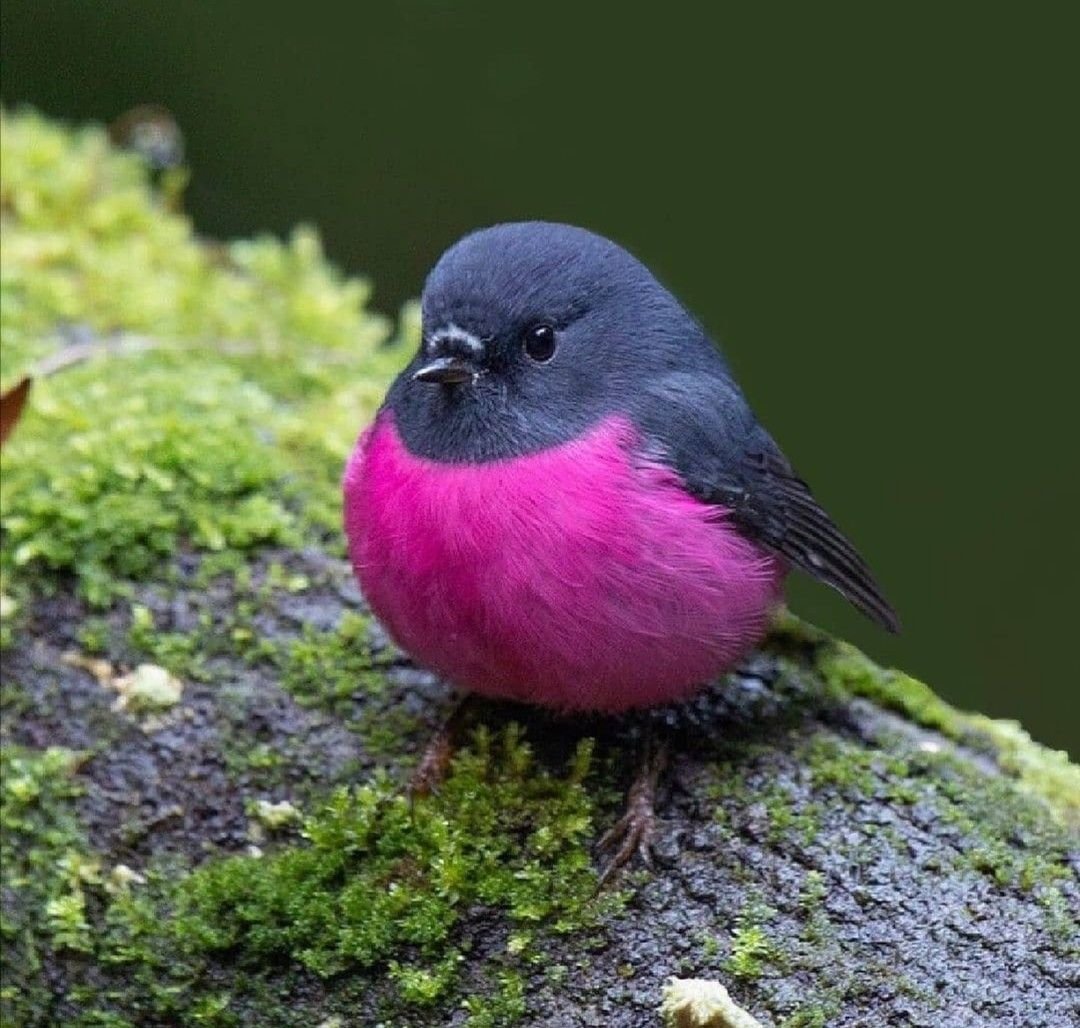 Птичка Малиновка игрушка