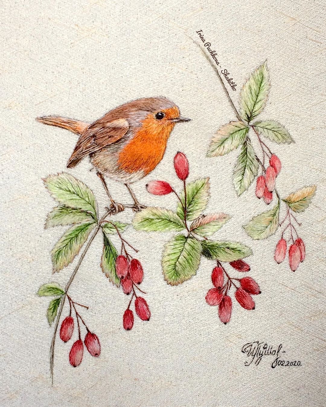 Зарянка Малиновка горихвостка