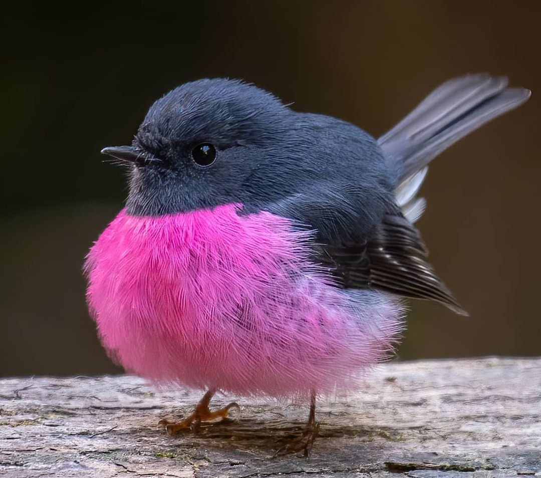 Брошь Малиновка Зарянка