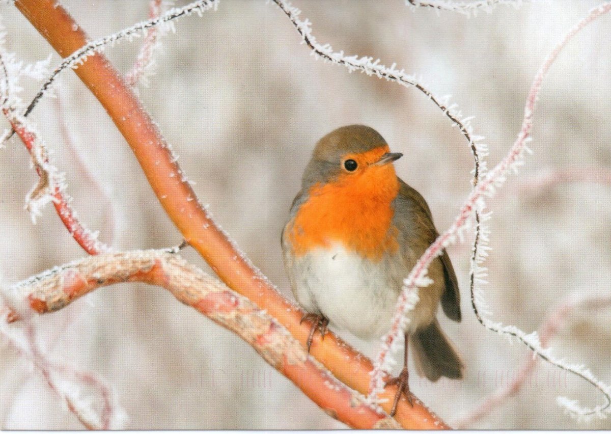 Малиновка рисунок