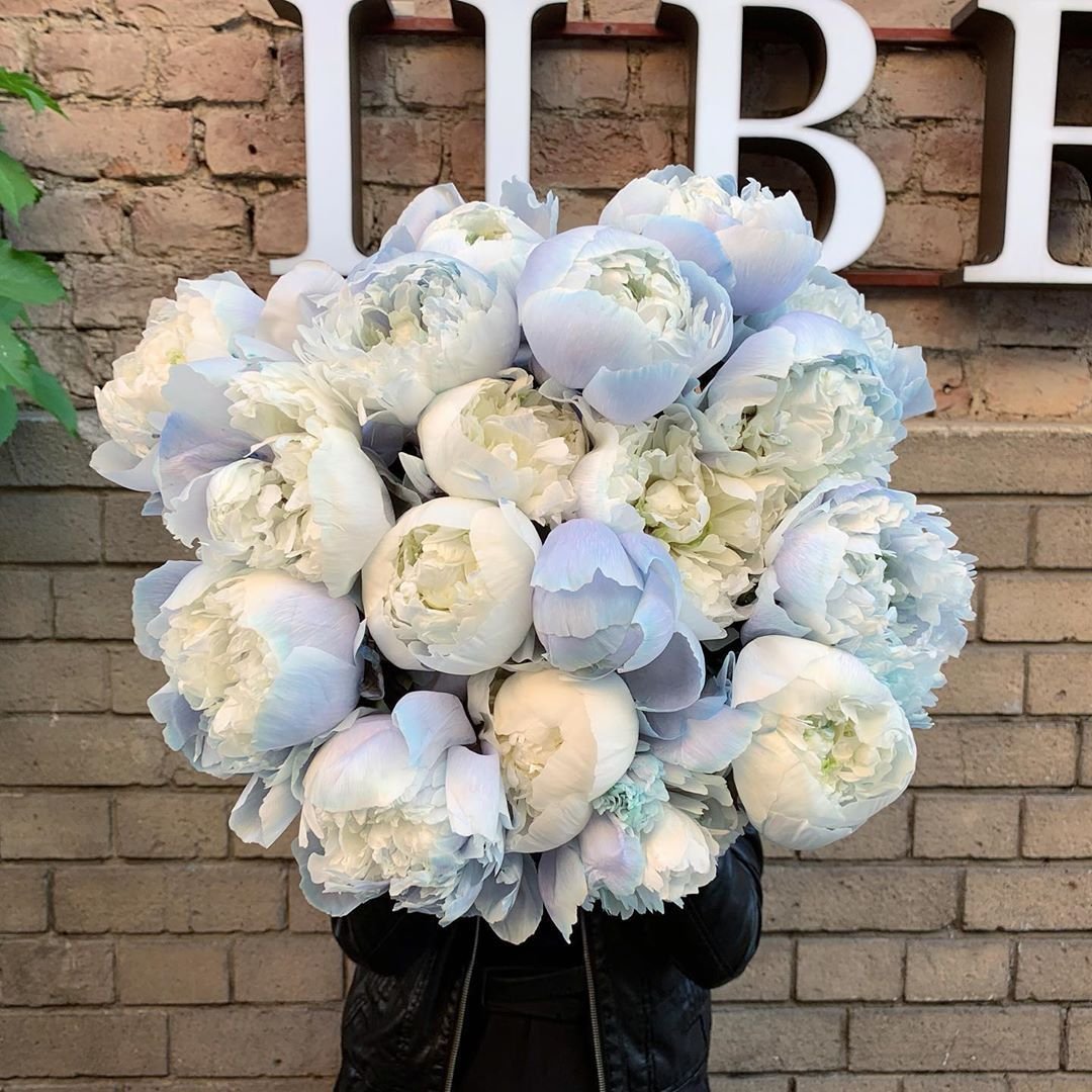 Синие пионы