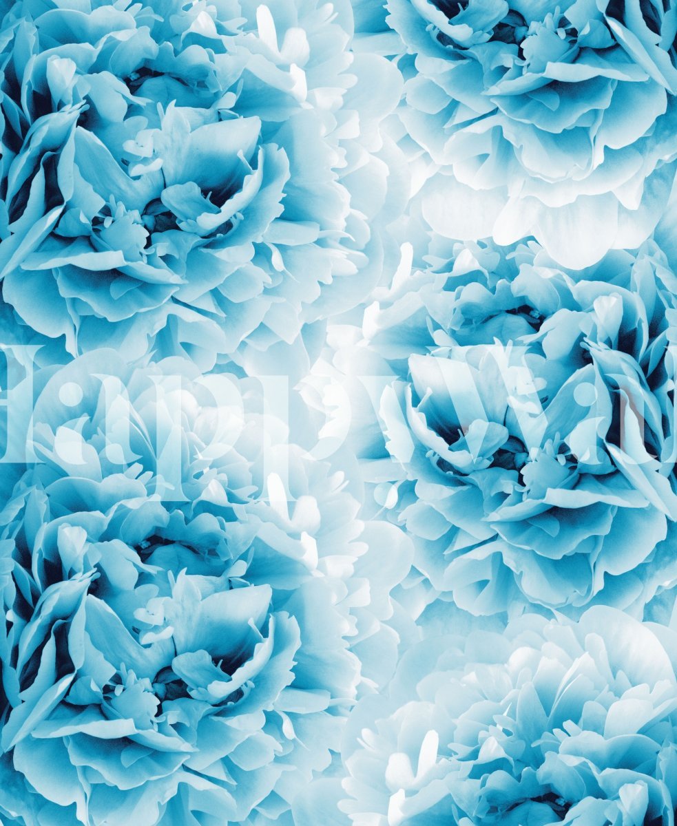 Пионы на бирюзовом фоне