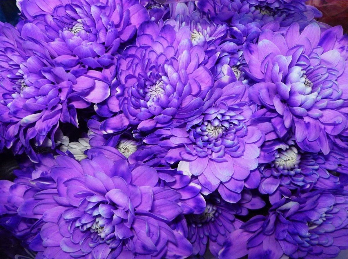 Синие пионы букет