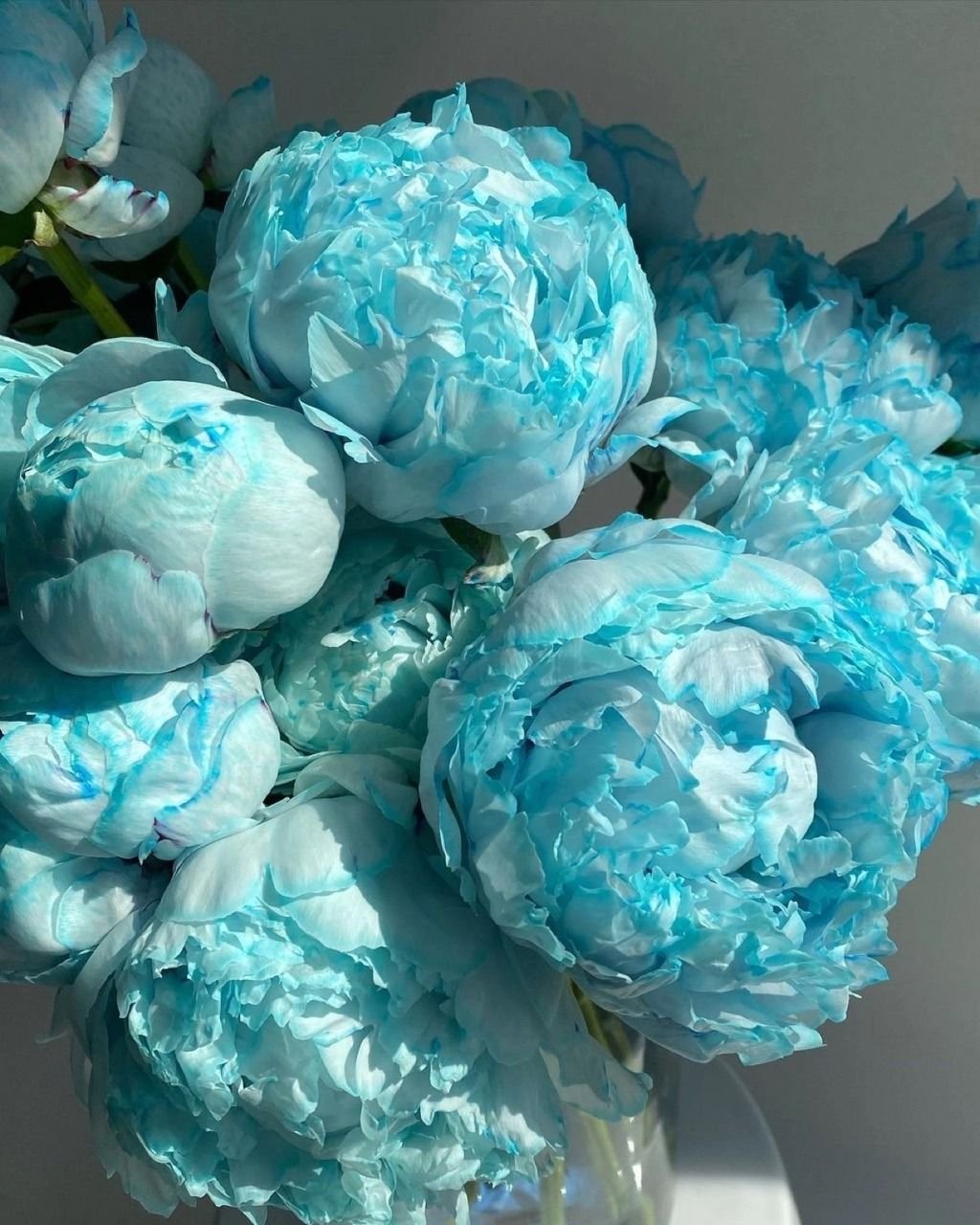 Пион голубая Жемчужина