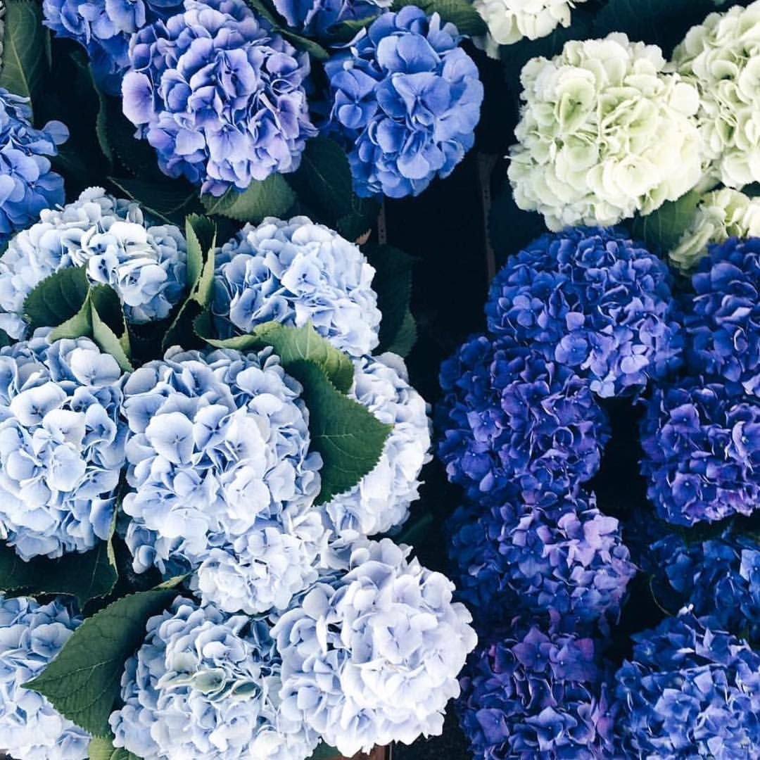 Пион древовидный сапфир