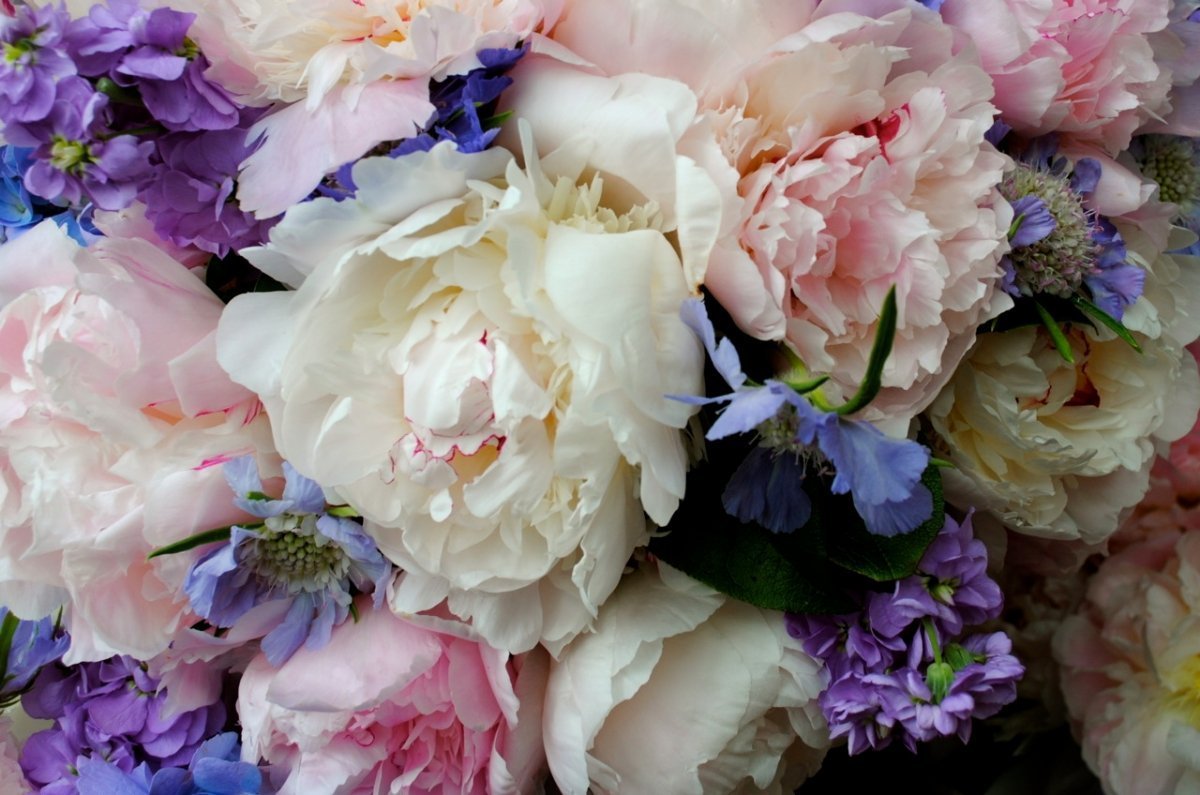 Гипсофилы гортензия пионы