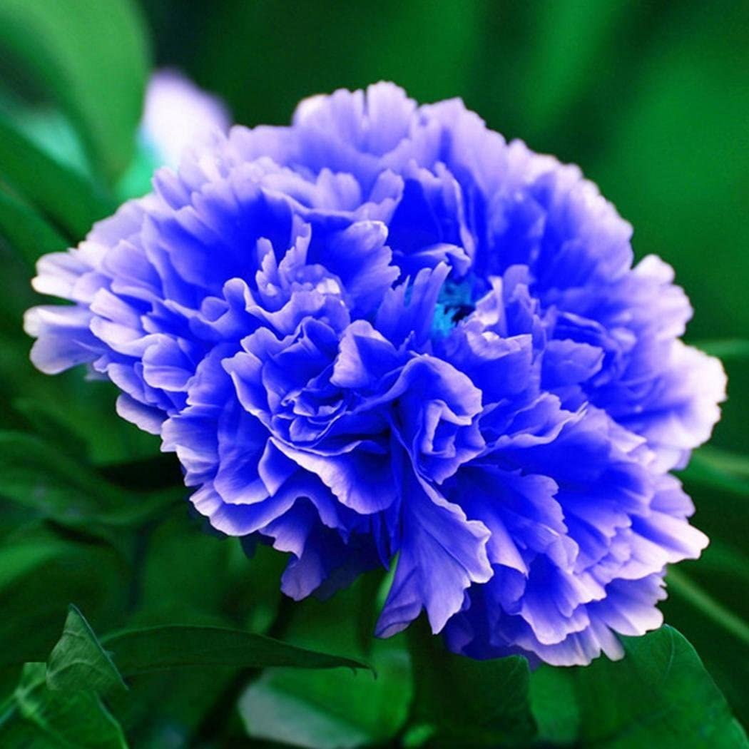 Бело-голубые пионы