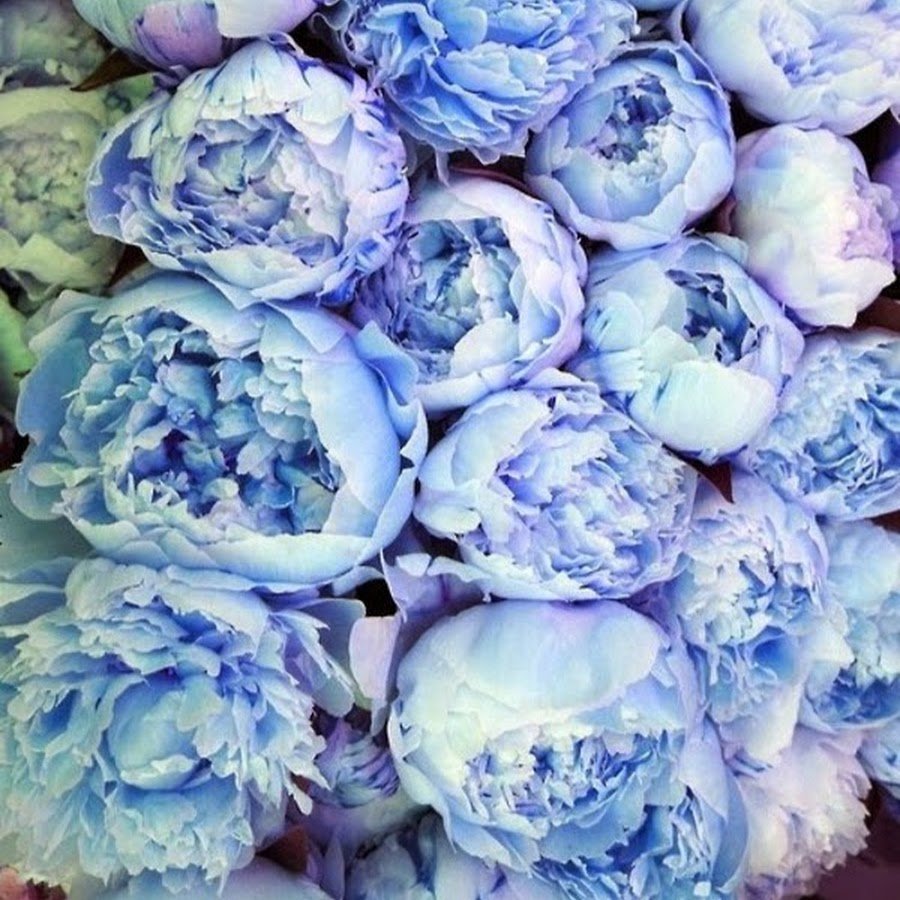 Белые пионы на синем фоне