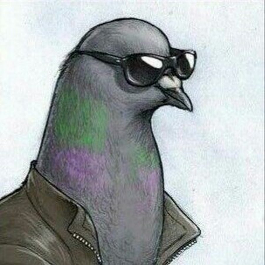 Крутой голубь в очках