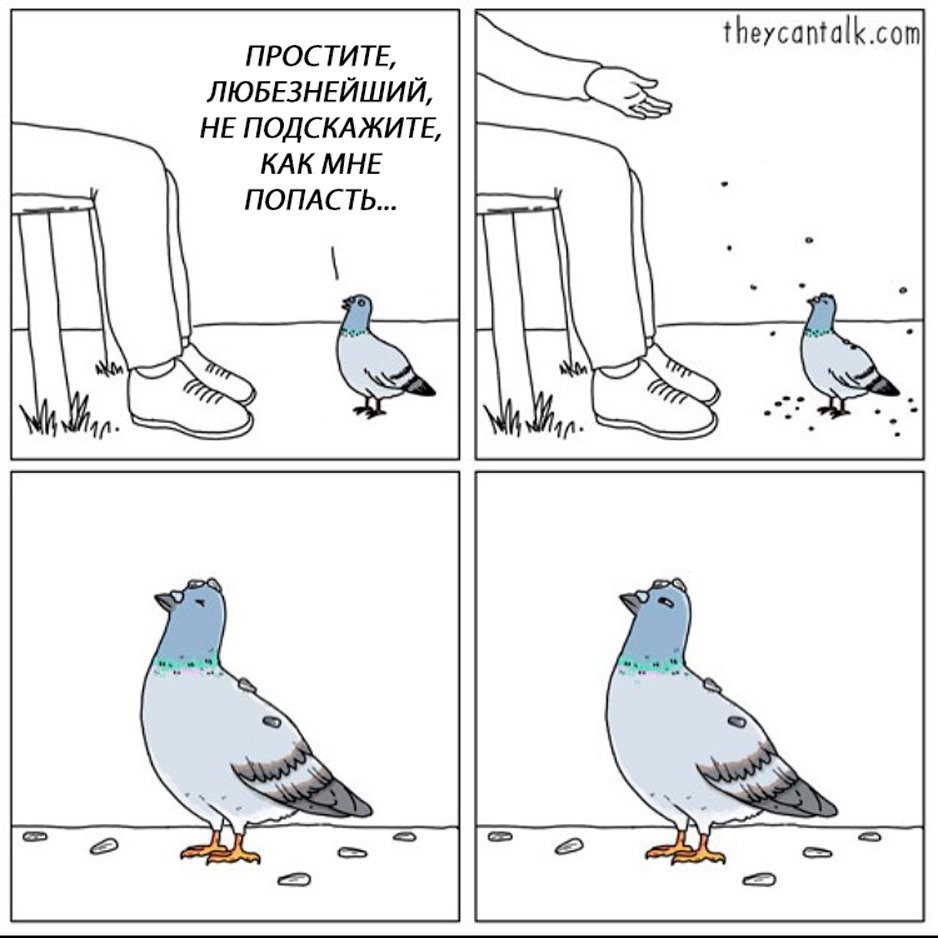 Мемы с голубями