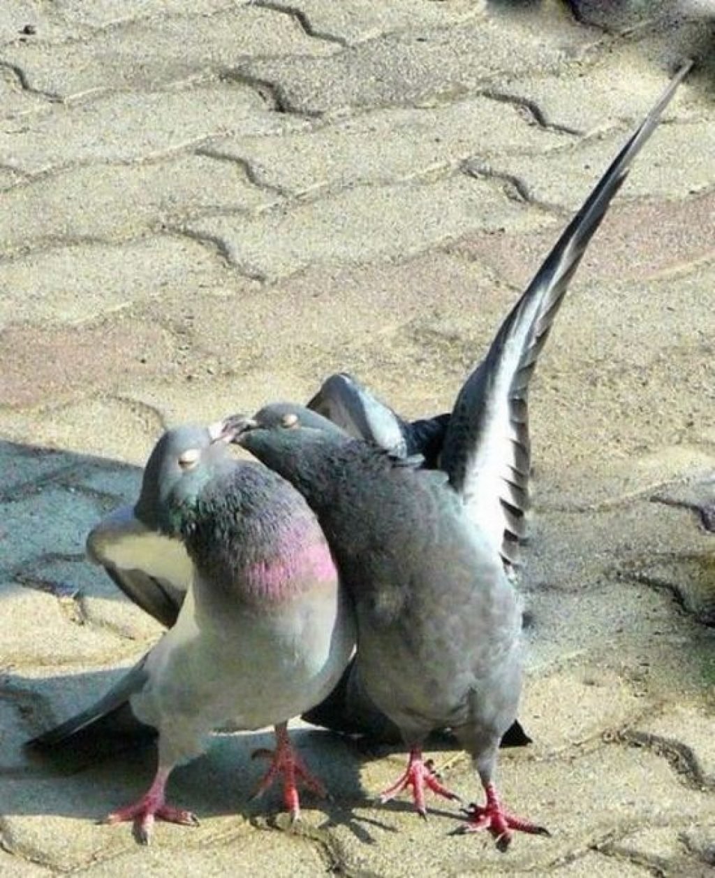 Тупой голубь