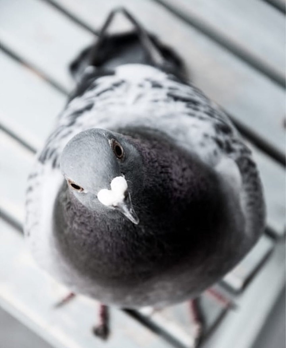 Ржачные голуби