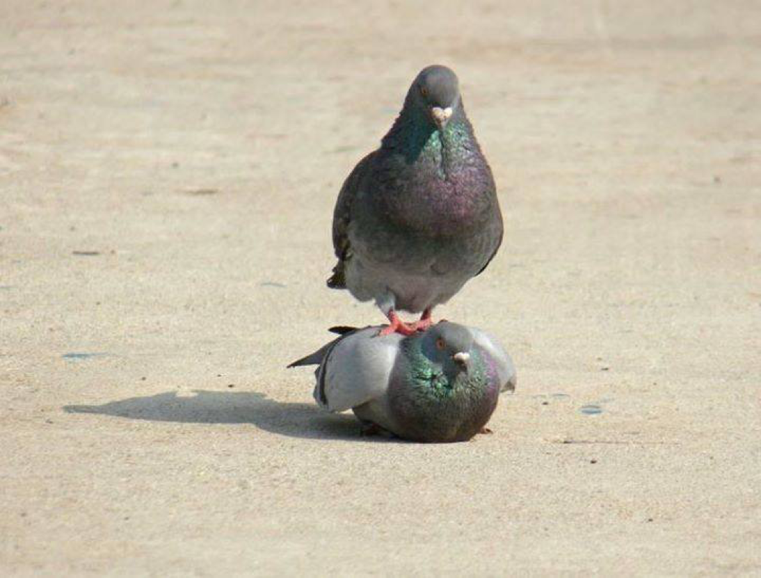 Голубь Наташа