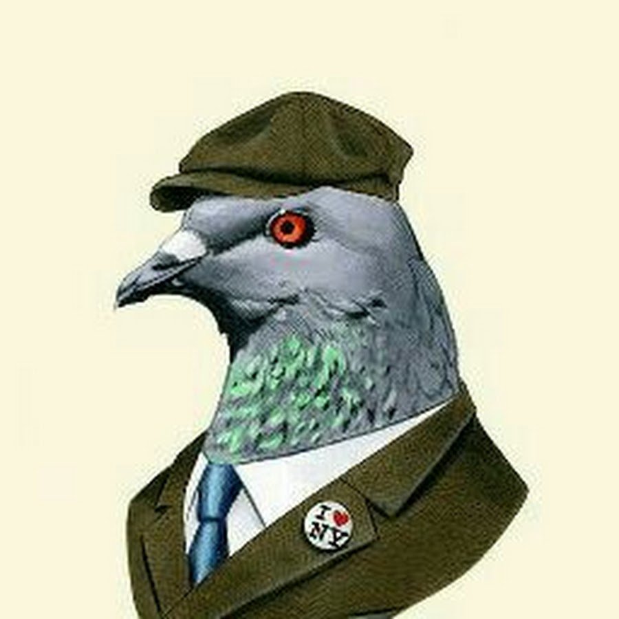 Блатной голубь