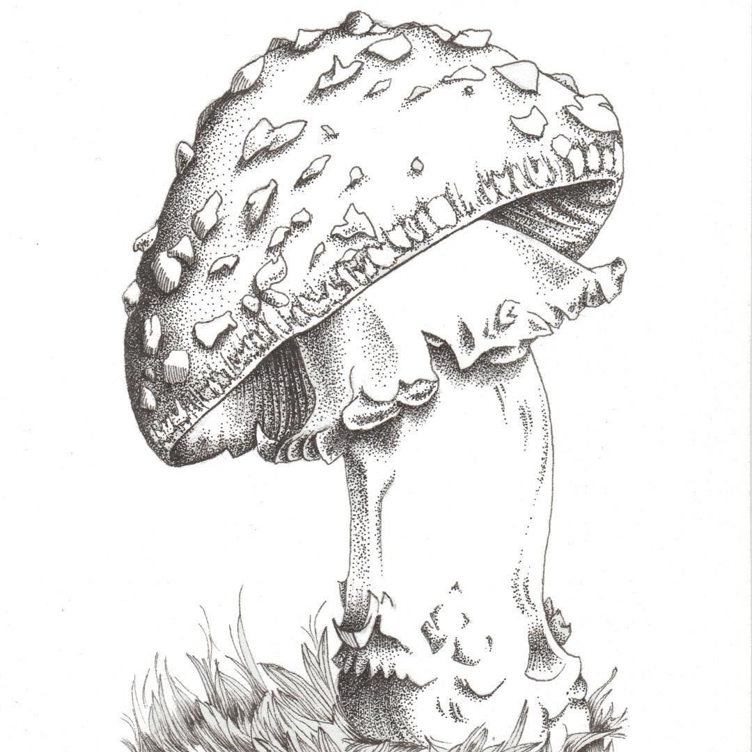 Мухомор карандашом