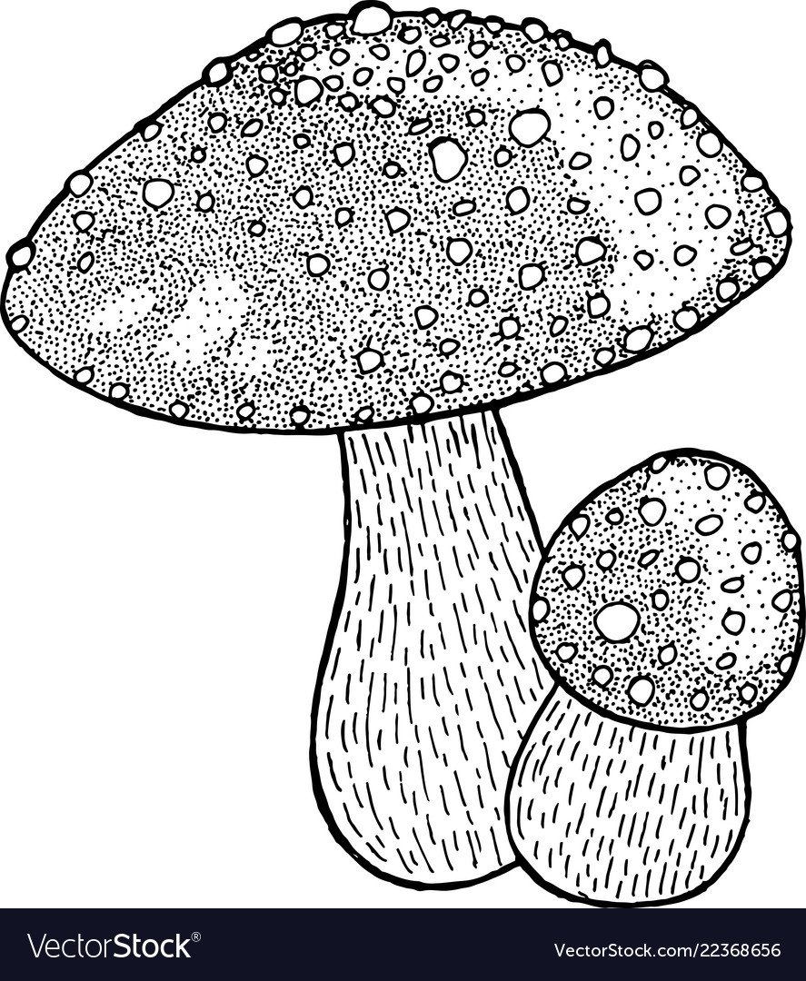 Красивый мухомор черно белый